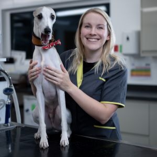The Pet Vet Barnsley Vets Barnsley 01226 297125 The Pet Vet