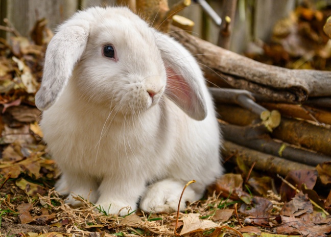 Back to bunny basics: keeping your rabbits healthy
