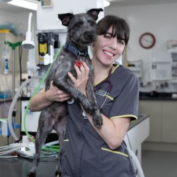 The Pet Vet Barnsley Vets Barnsley 01226 297125 The Pet Vet