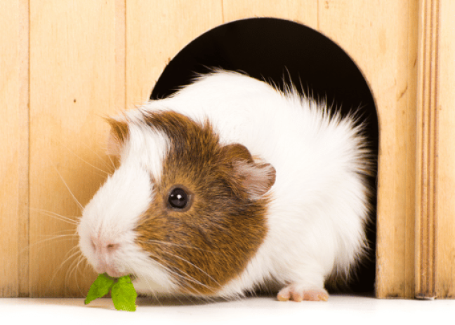 So Just What Is The Difference Between A Guinea Pig Vs Hamster