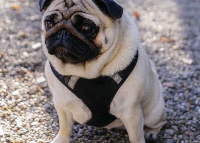 Knowing the health risks to flat-faced dogs | The Pet Vet