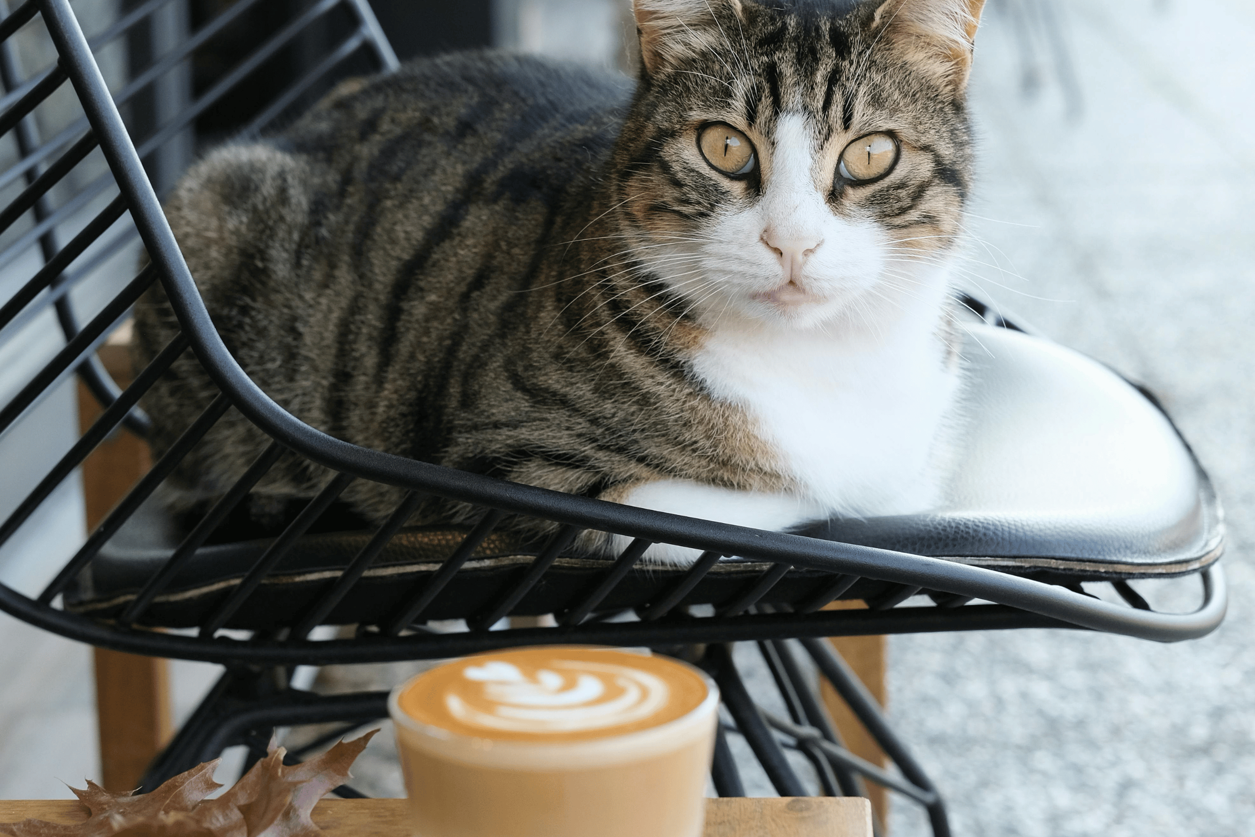 Food our pets should avoid