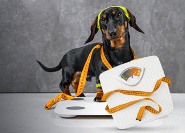 Ready to Take Your Pet From Fluff to Buff?