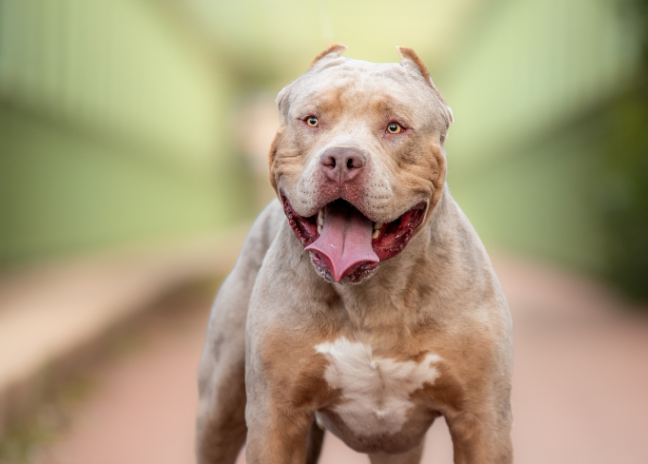 The XL Bully Ban – What This Means for Dogs and Their Owners