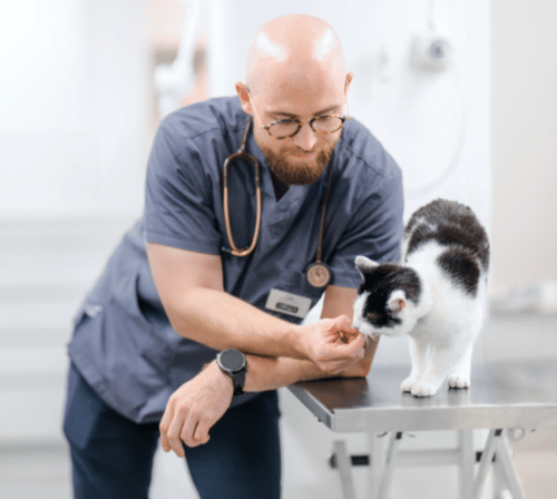 Spring into safety: a Vet’s guide to common spring pet poisons