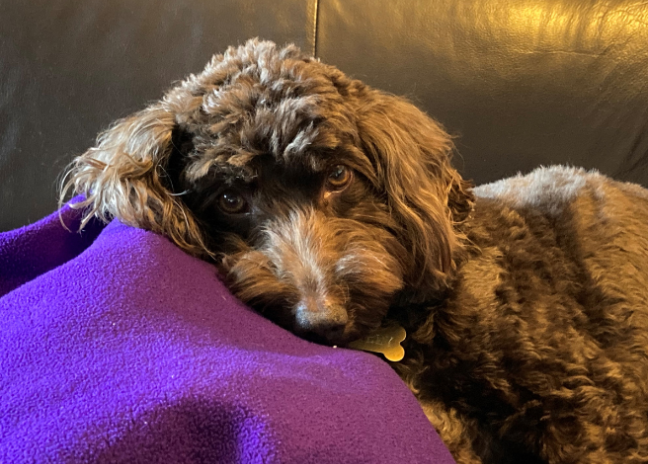 Dilly’s Dental Treatment for Halitosis (Smelly Breath)
