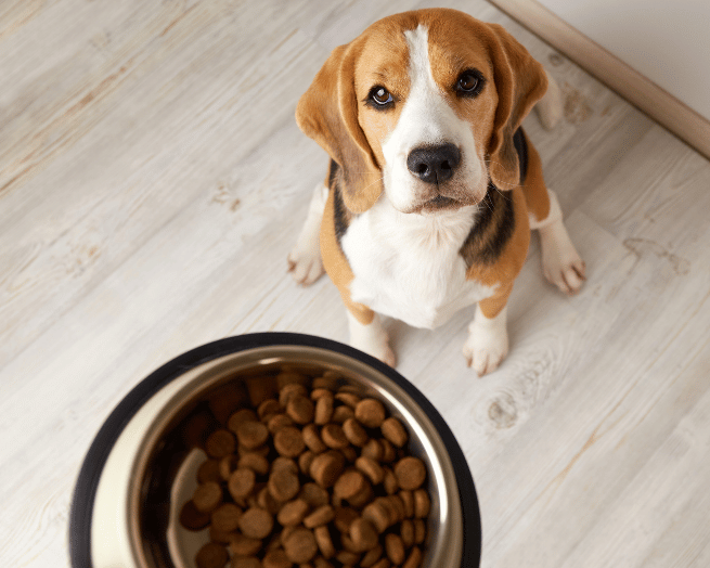 What pet food should I buy?