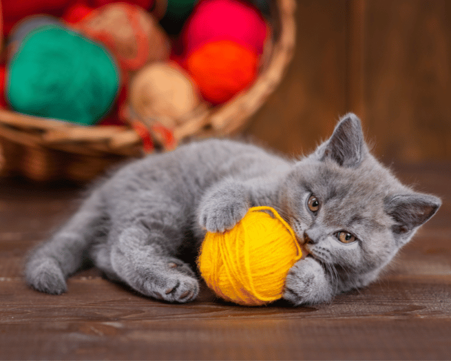 Pica in cats – why they try to eat non-food items
