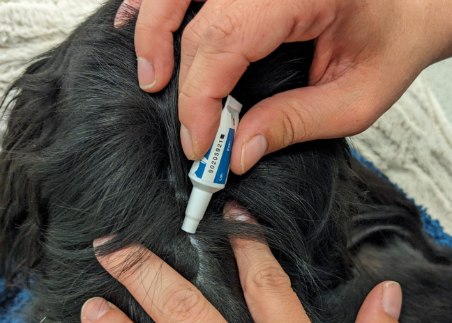 Prescribing Guidance Update – How this Affects You & Your Pet