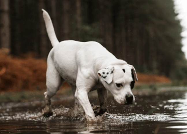 Protecting your pet against leptospirosis