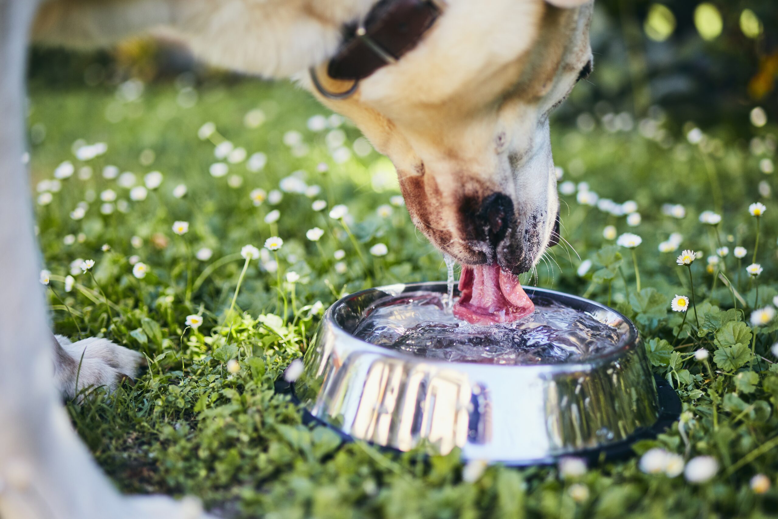 Why pet hydration is crucial in warmer weather