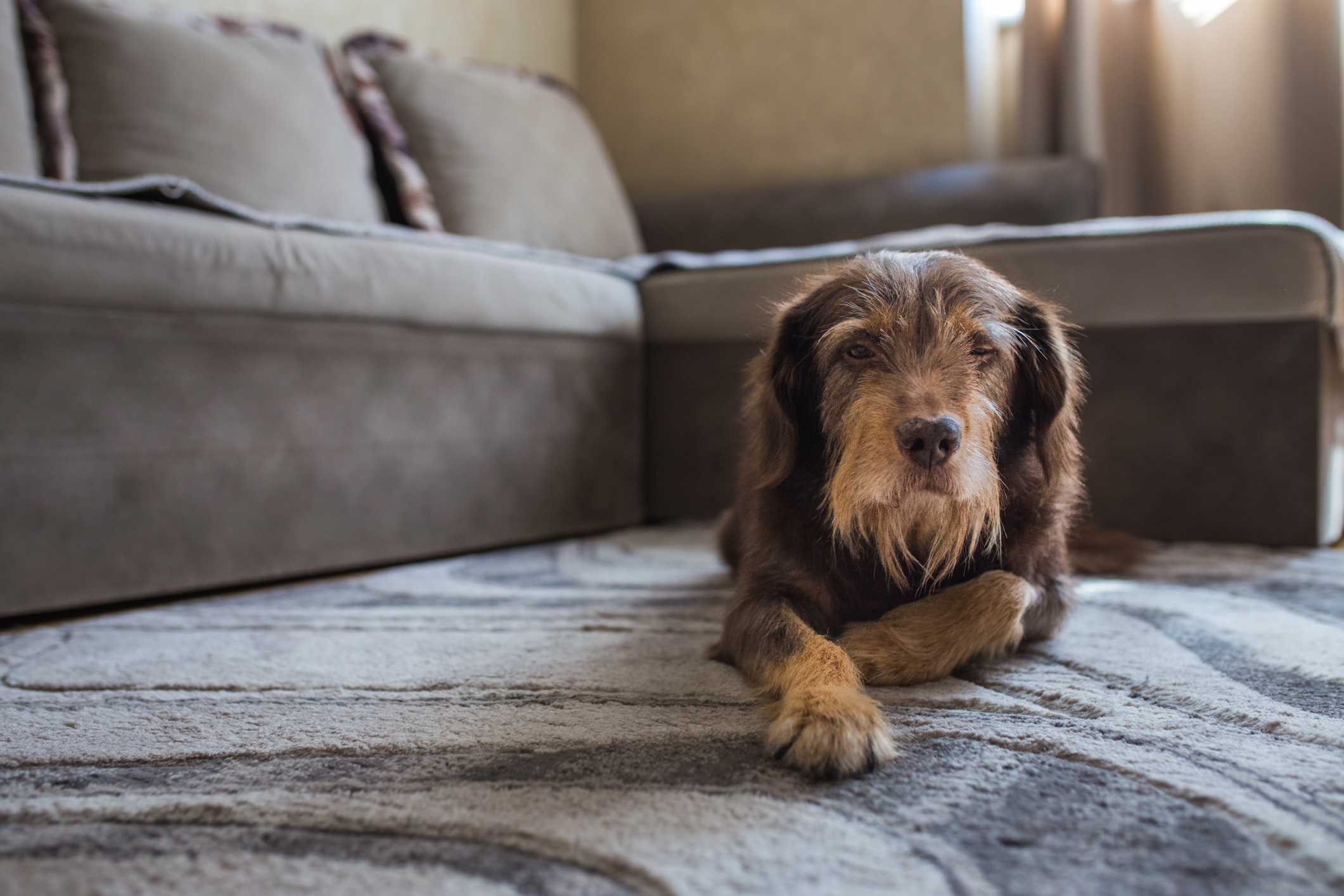 Osteoarthritis in pets