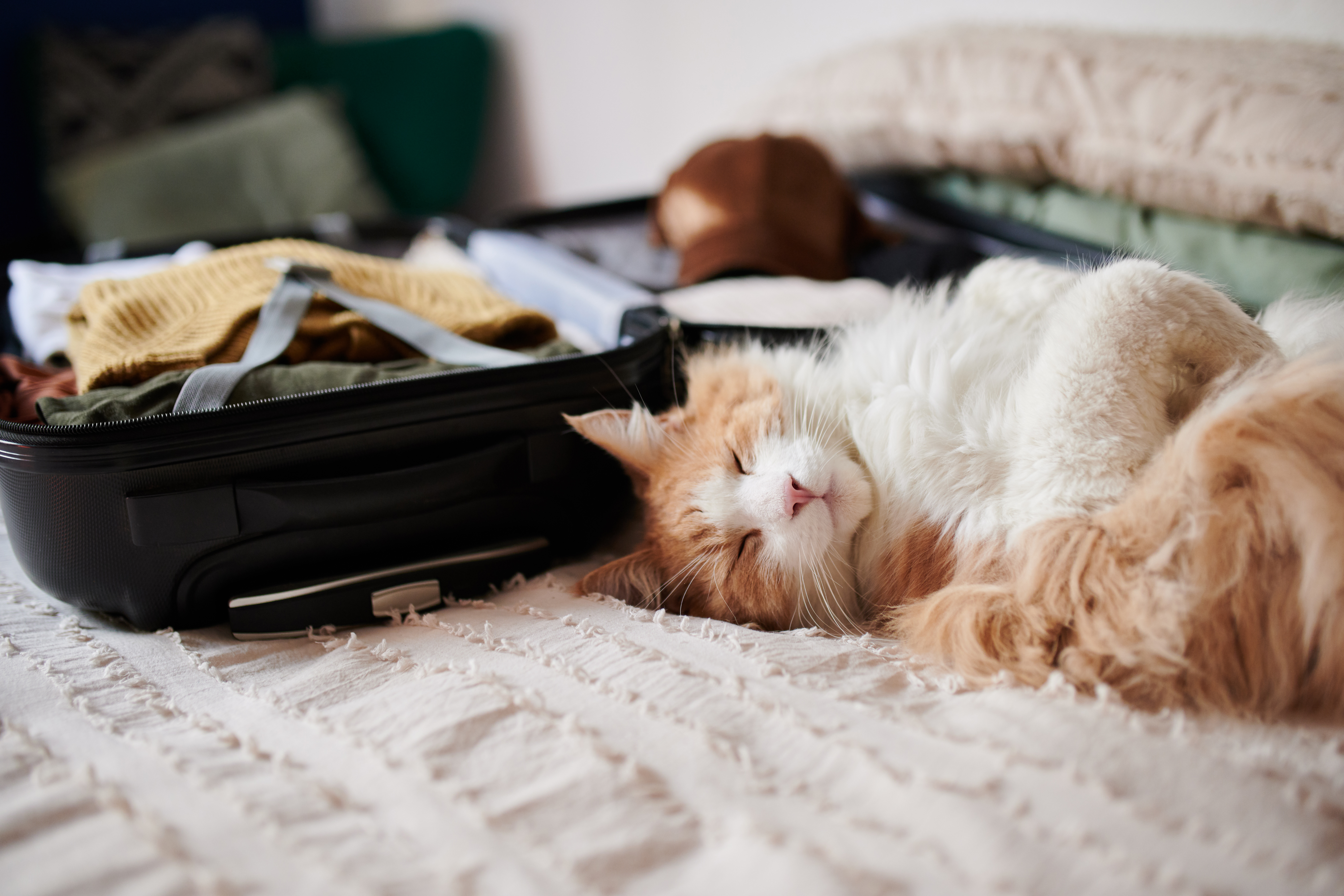 Going away? Here’s your ultimate pet care travel checklist