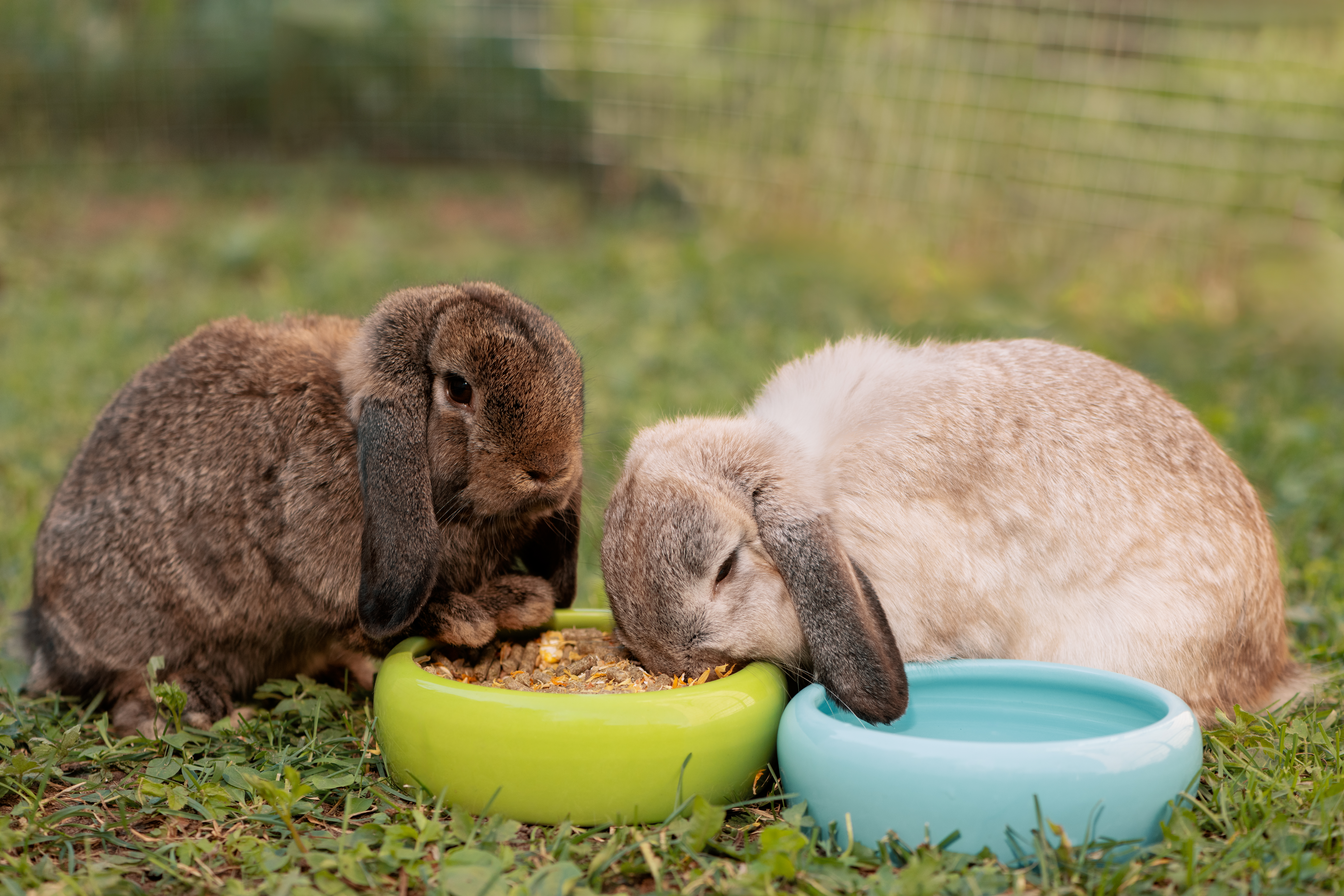 How to keep your rabbit healthy this winter