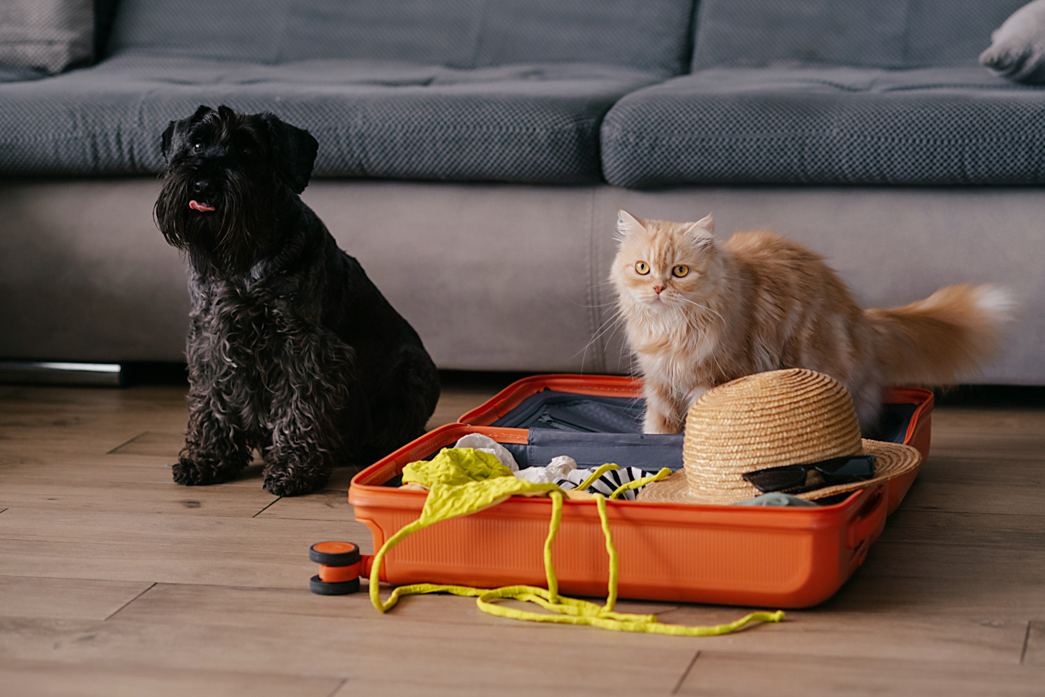 Going away? Here’s your ultimate pet care travel checklist