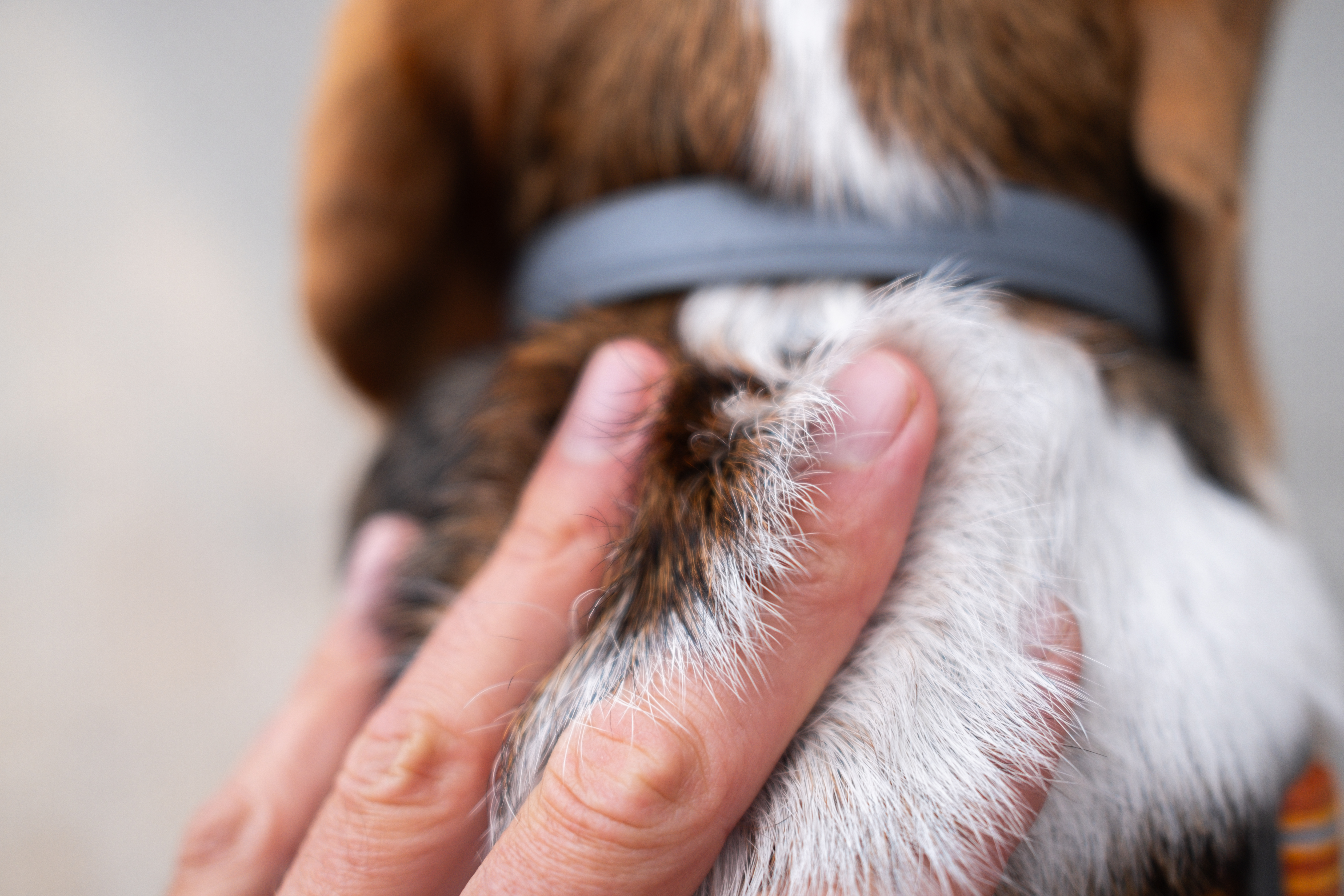 Protect your pet from fleas & worms
