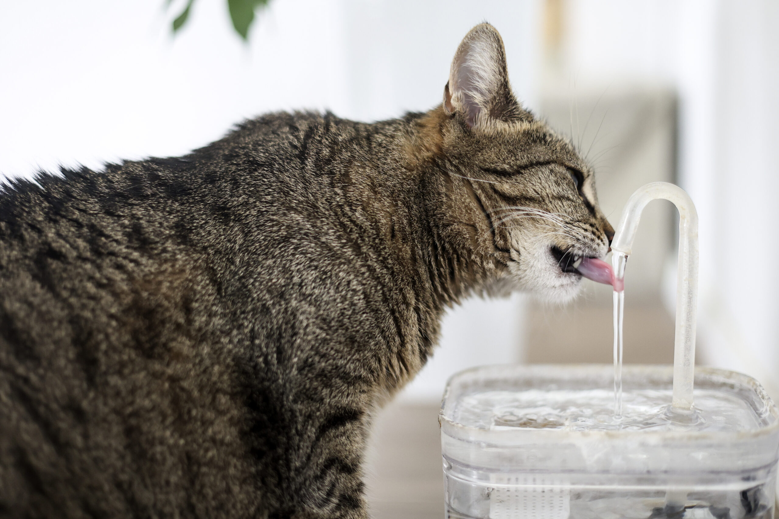 Why pet hydration is crucial in warmer weather