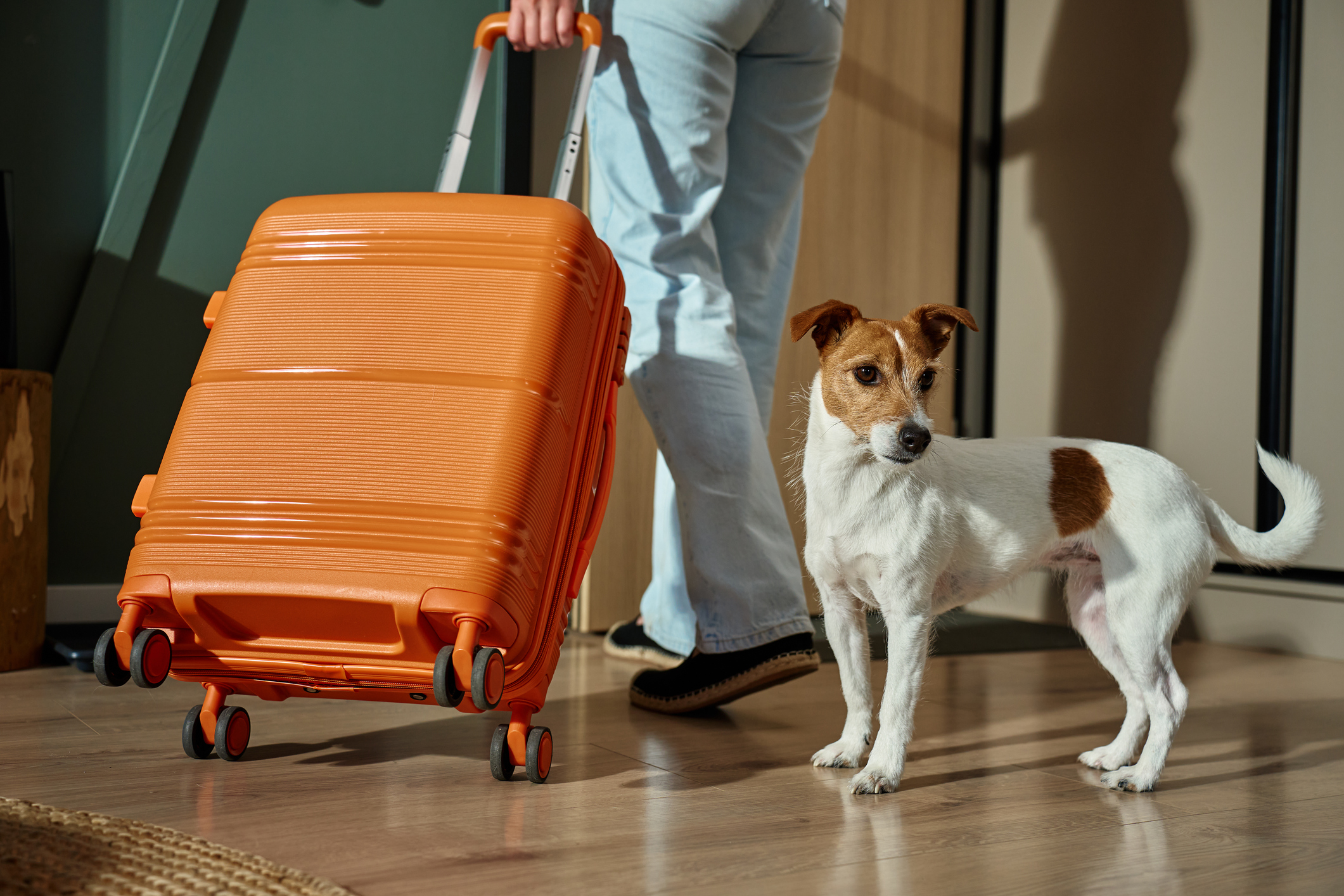 Important update for pet owners travelling to the EU from the UK!