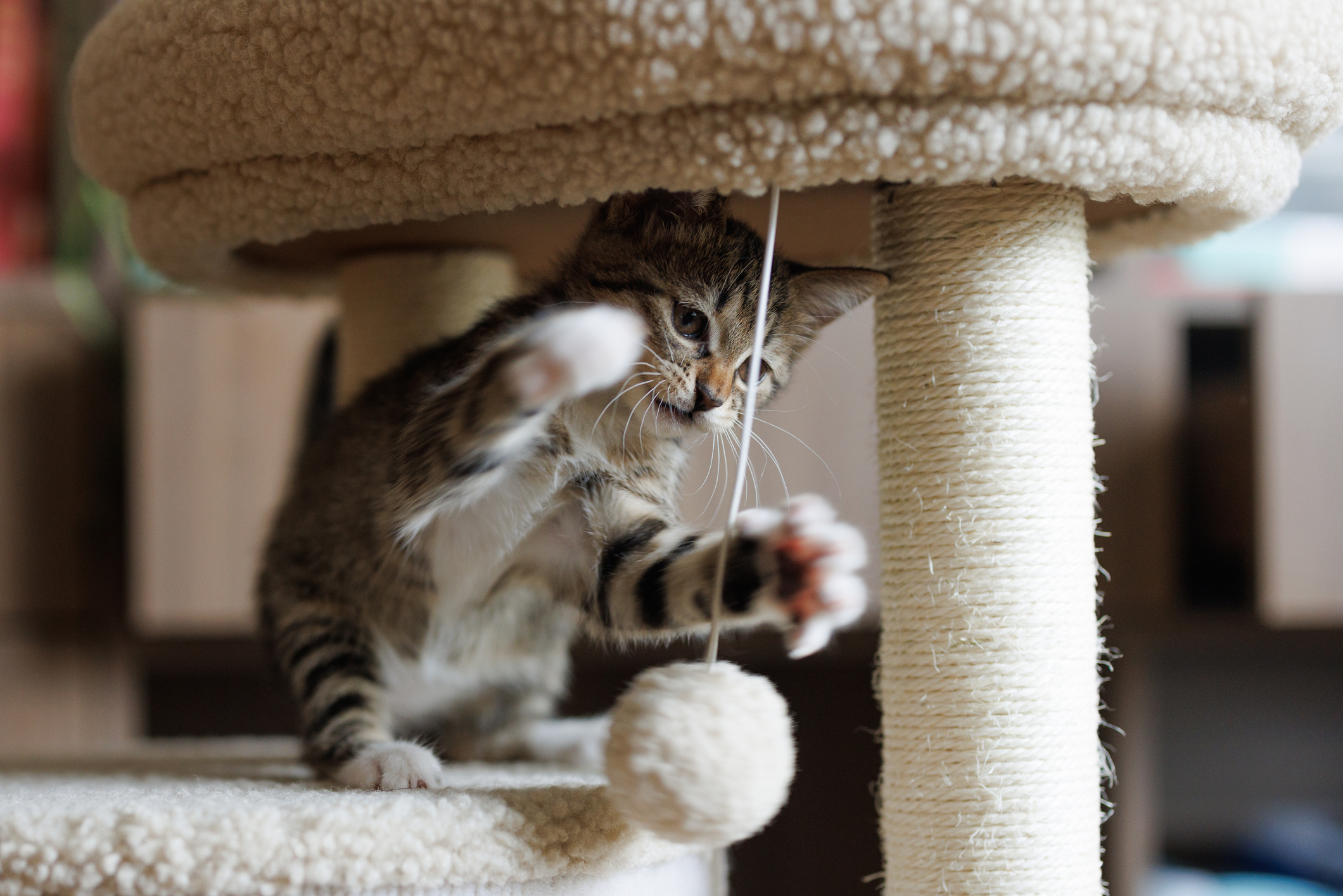 Osteoarthritis in pets