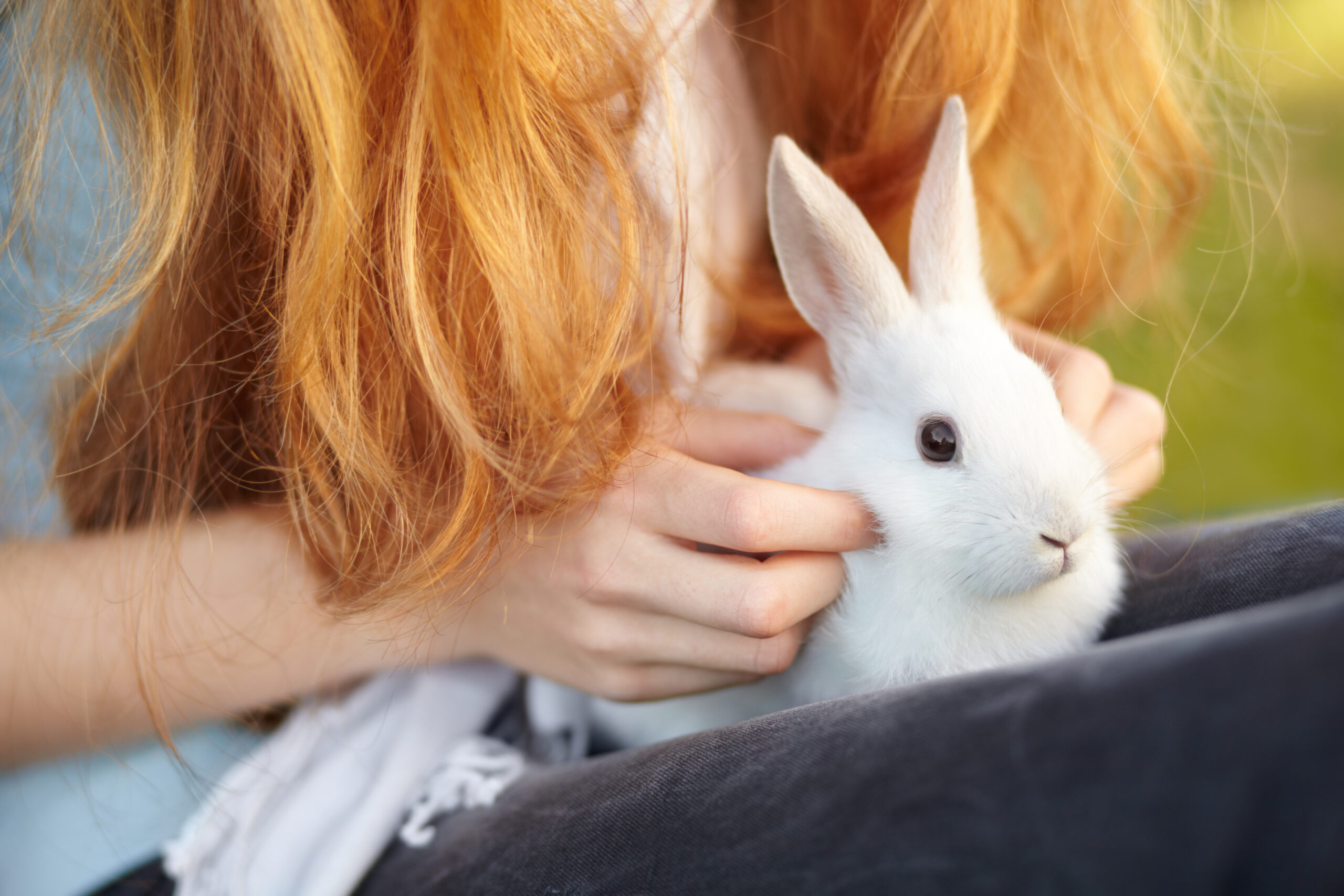 Keeping your rabbit entertained