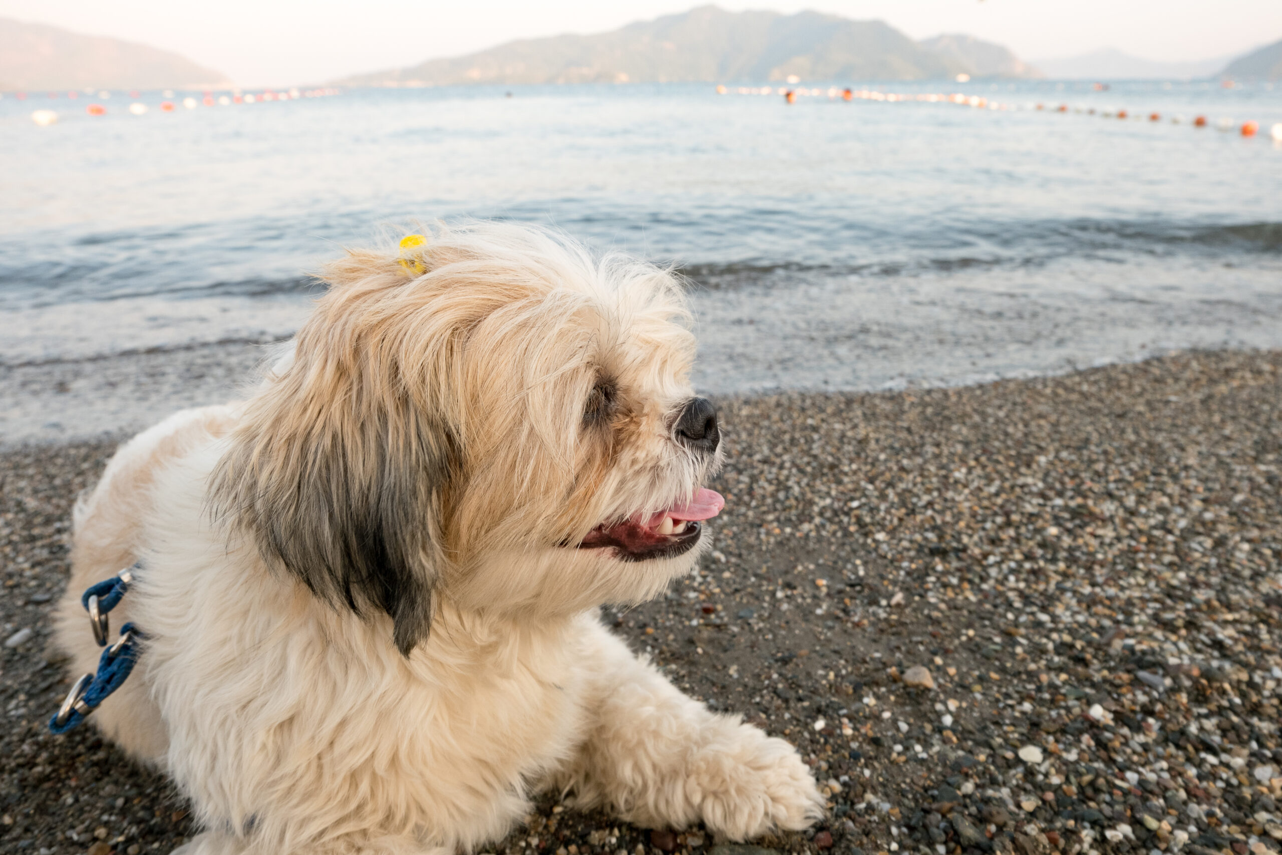 Helping short-nosed dogs breathe easy this summer