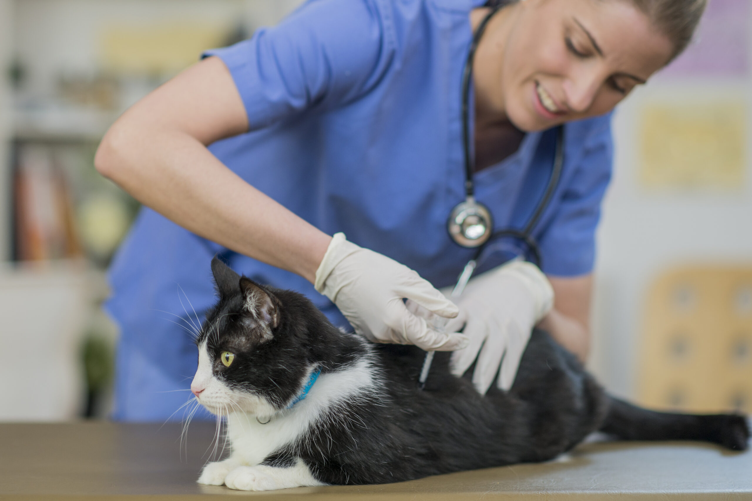 Does my pet need vaccinating?