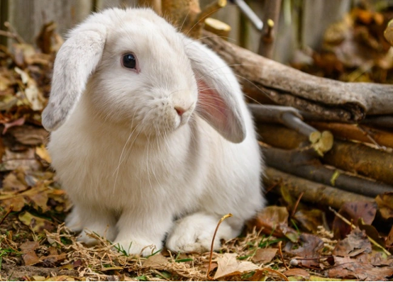Back to bunny basics: keeping your rabbit healthy