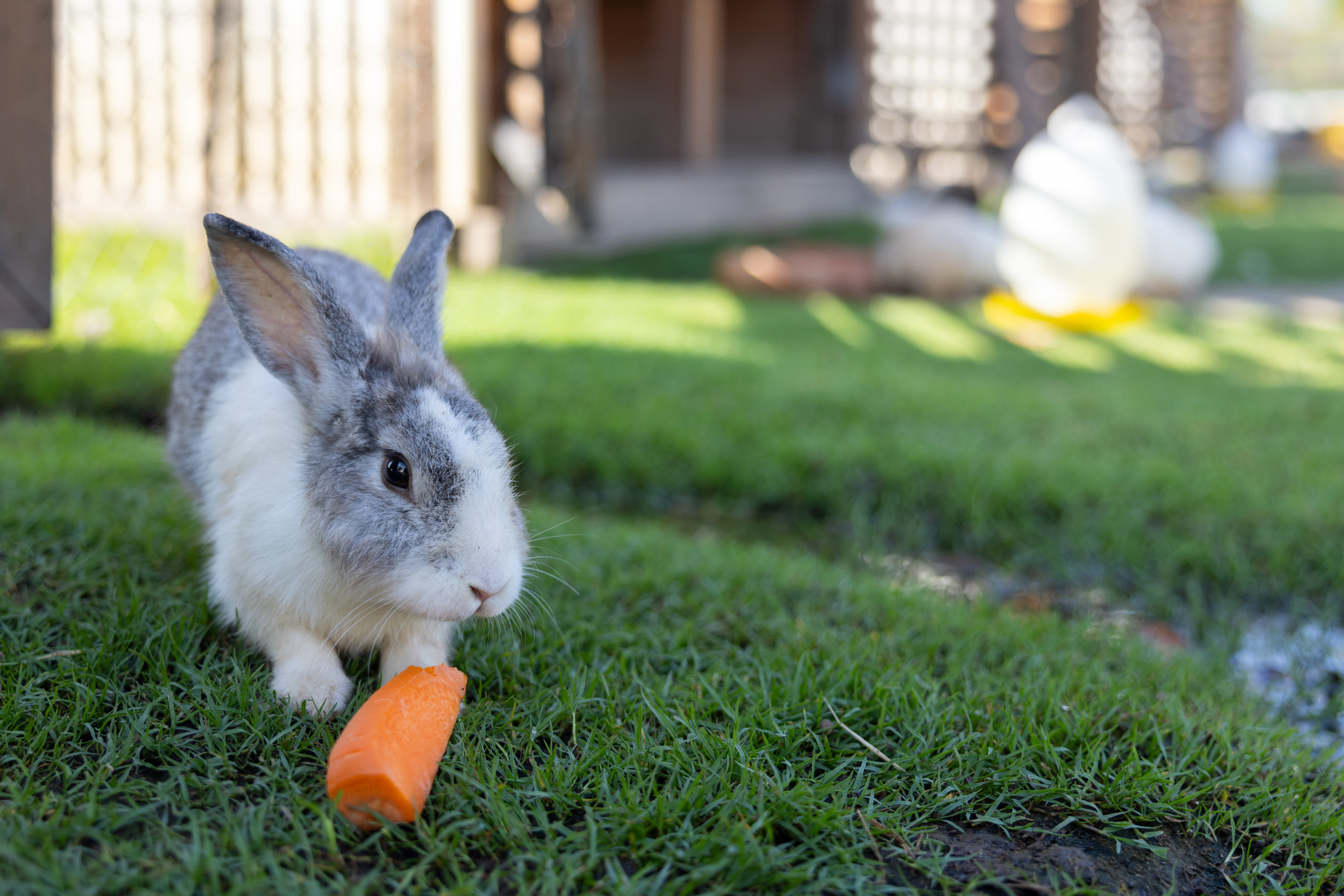 Creating a pet-friendly garden