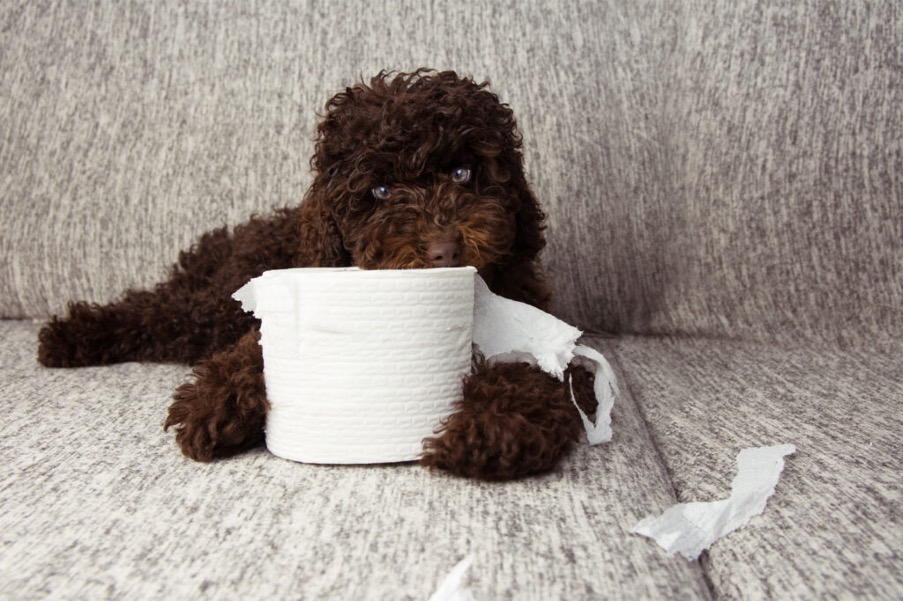 Dog with toilet roll