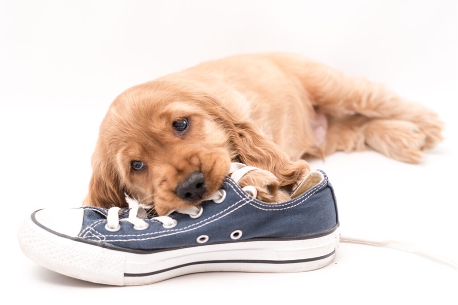 Dog with shoe