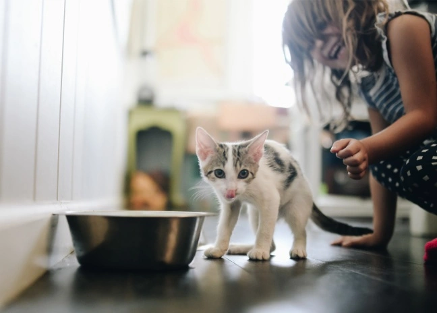 Strange things kittens eat