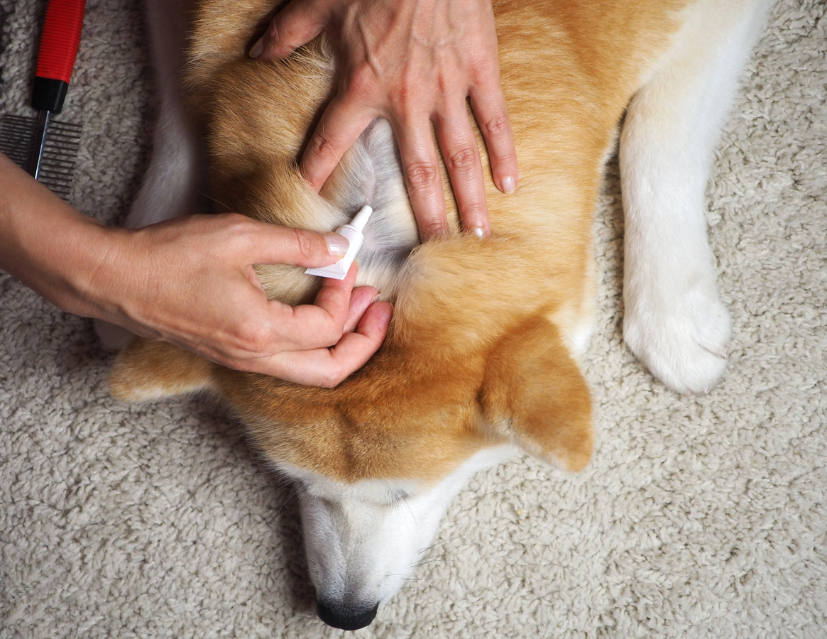 Use of parasiticides: making the right choice for your pet