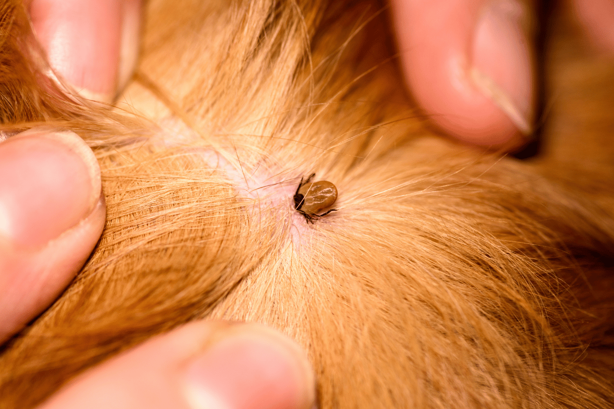 Ticks are evolving – this is why the right protection for your pet matters