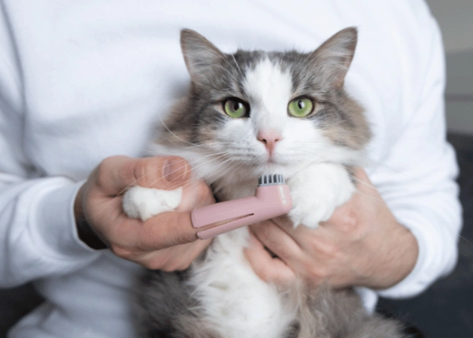 The importance of pet dental health | The Pet Vet