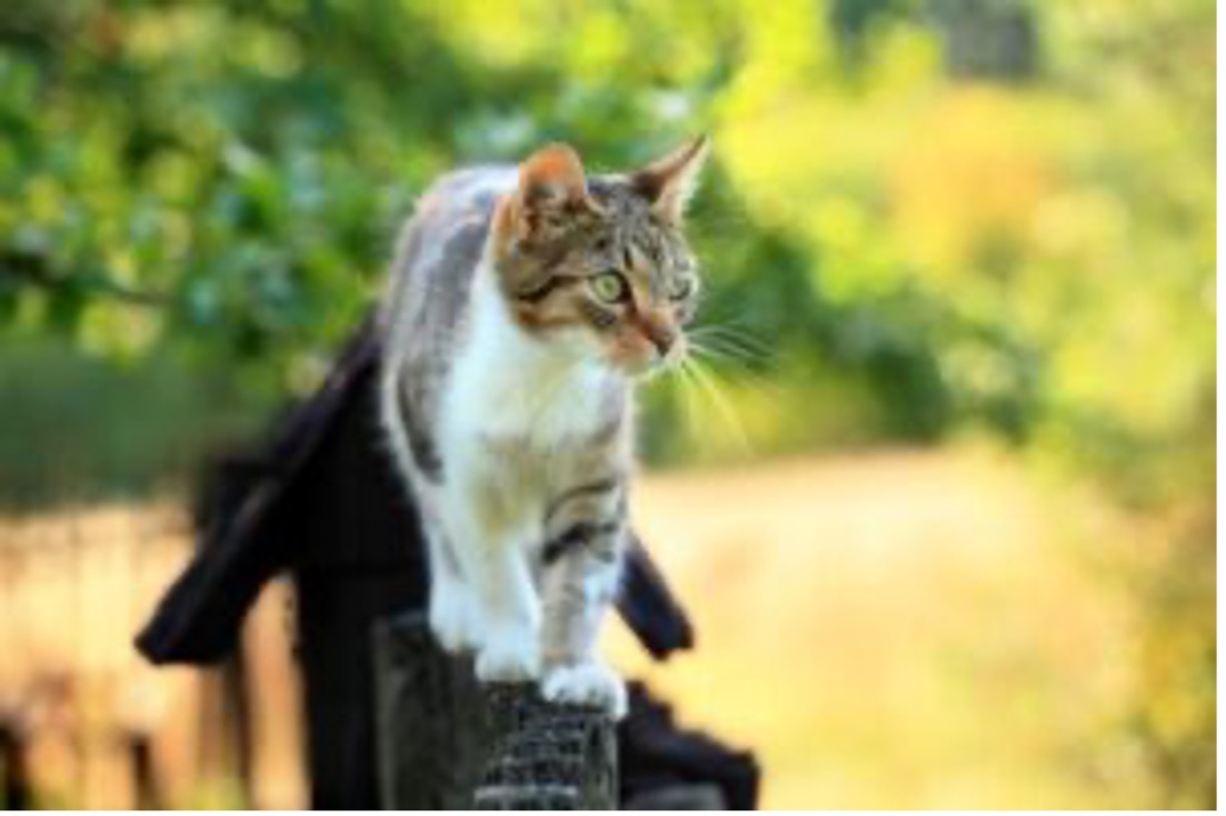 Creating a pet-friendly garden