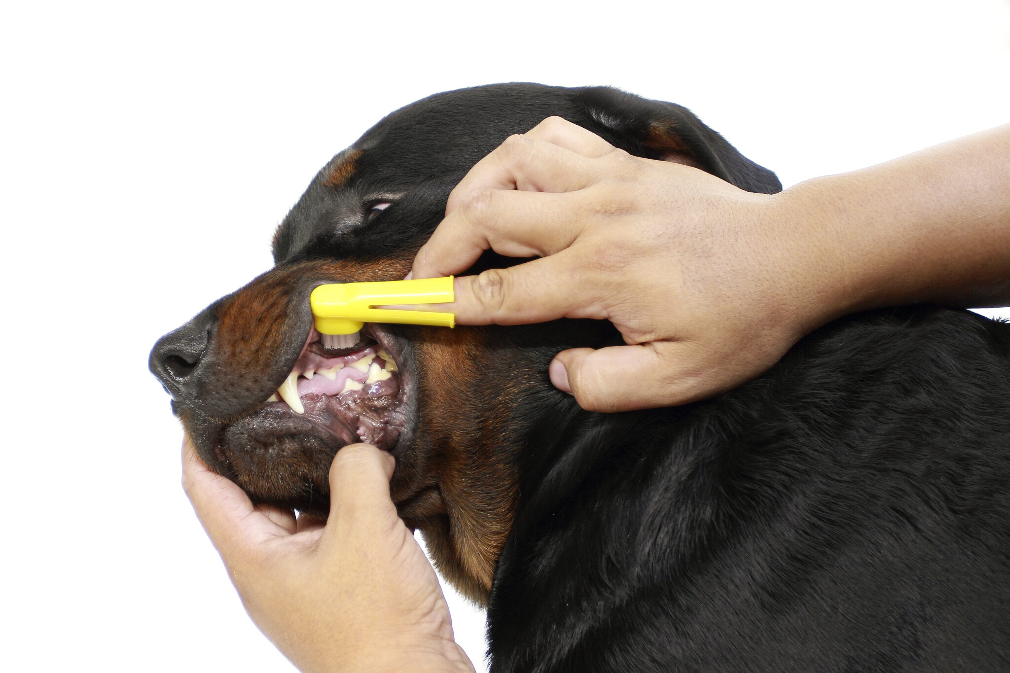 The importance of pet dental health | The Pet Vet