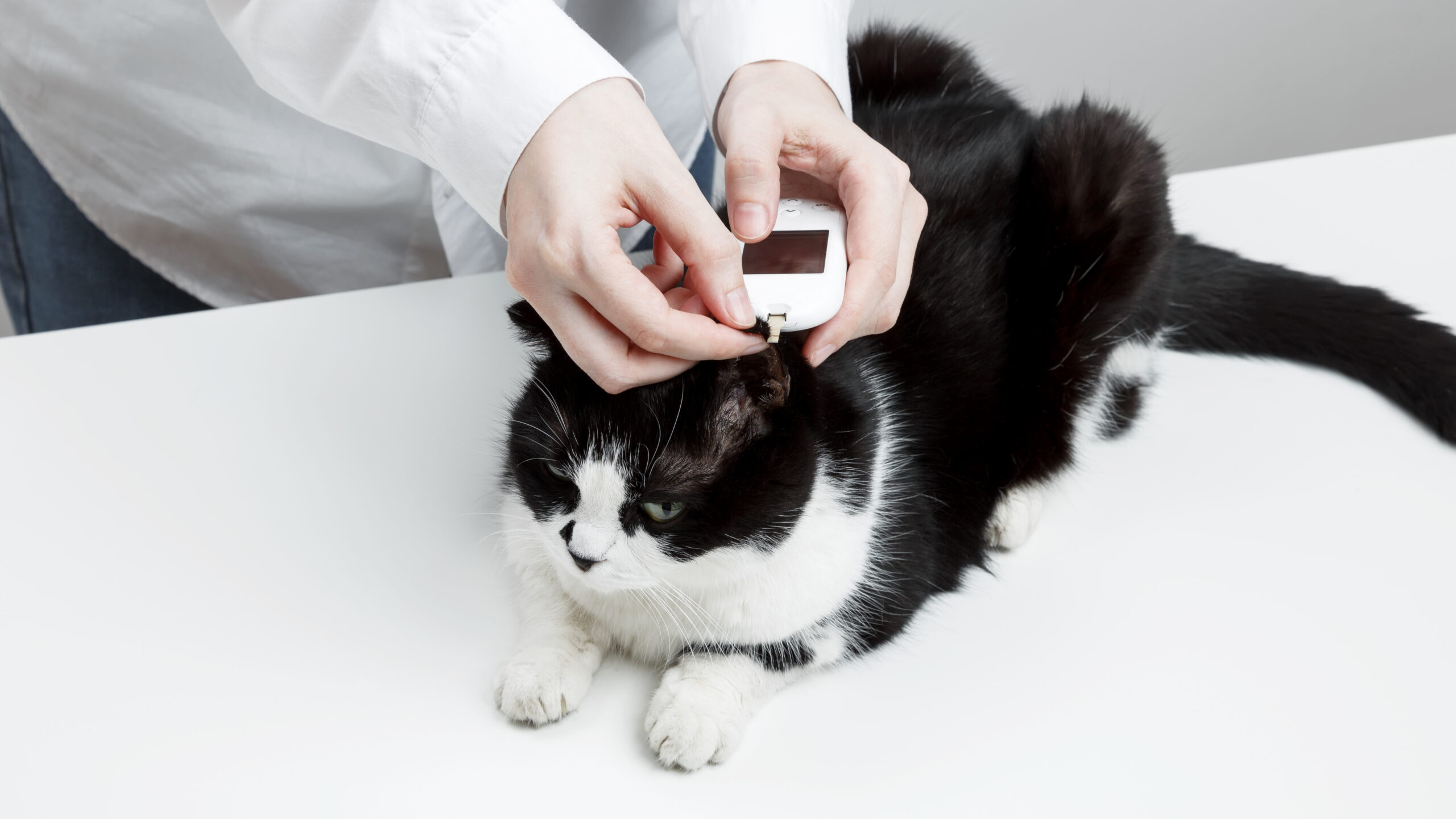 Diabetes in our pets
