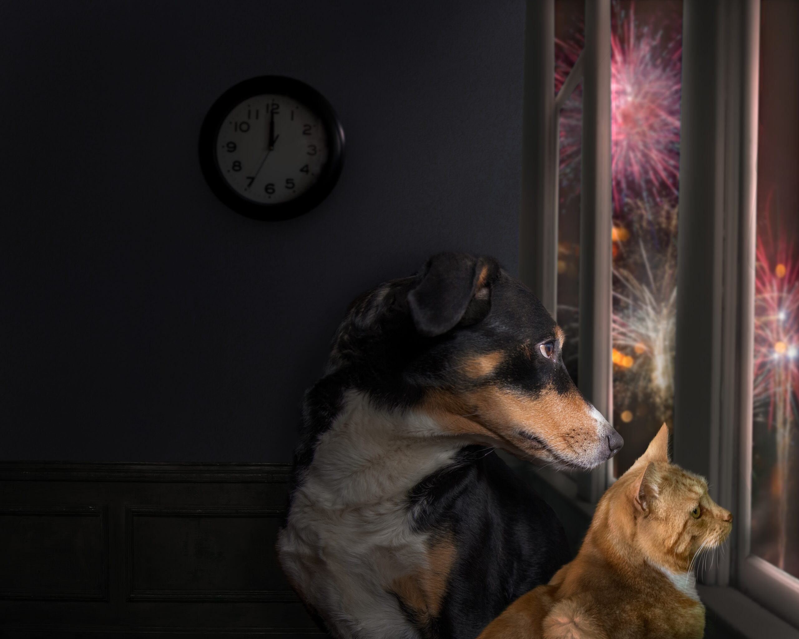 Helping to prepare your pet for firework season